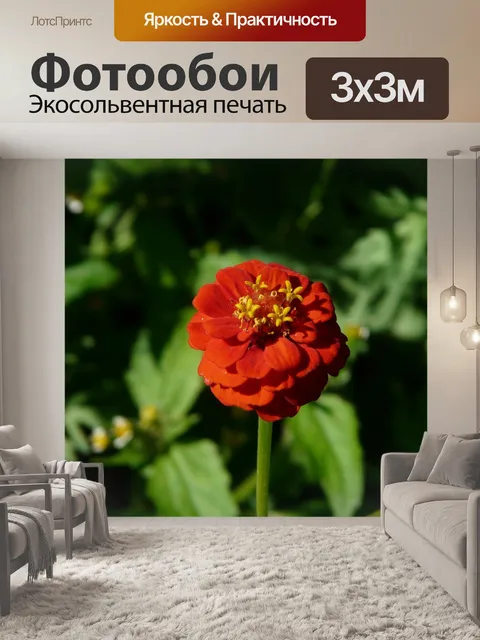 Фотообои Цинния