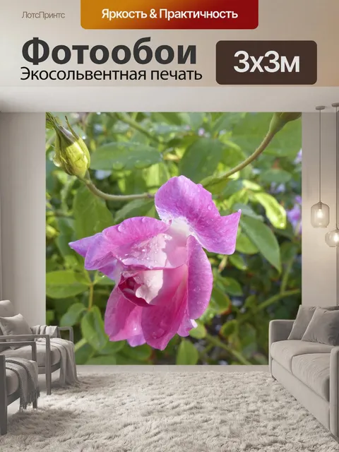 Фотообои Розовый дождь Rose Bud