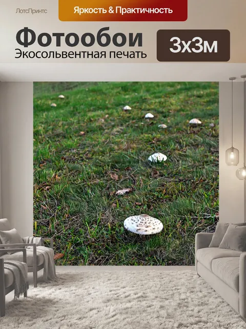 Фотообои Гриб