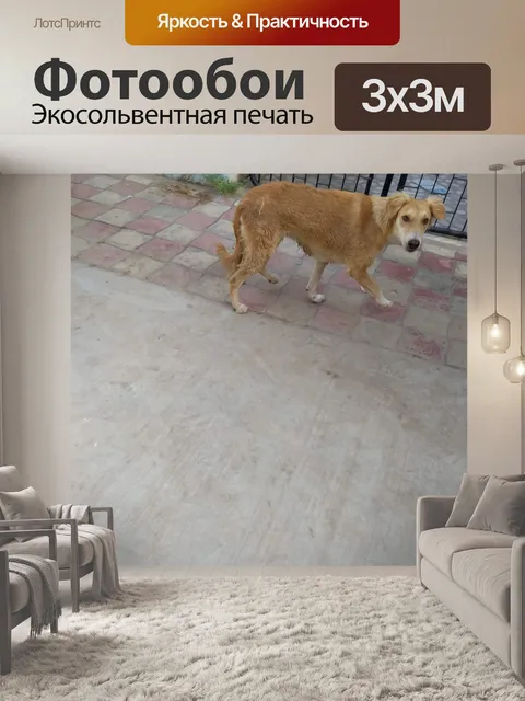Фотообои Уличная собака