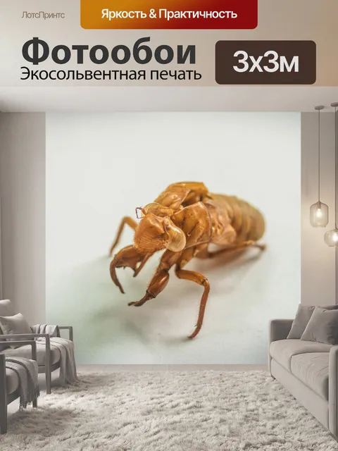 Фотообои коричневая цикада