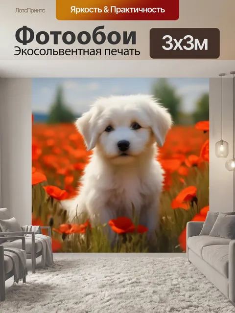 Фотообои мальтийская болонка, маковое поле, грустный щенок