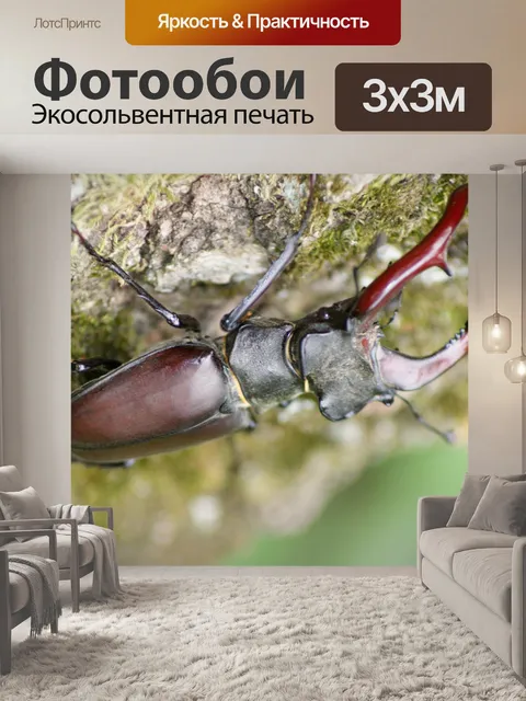 Фотообои Жук-олень
