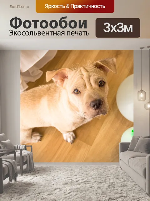 Фотообои Собака
