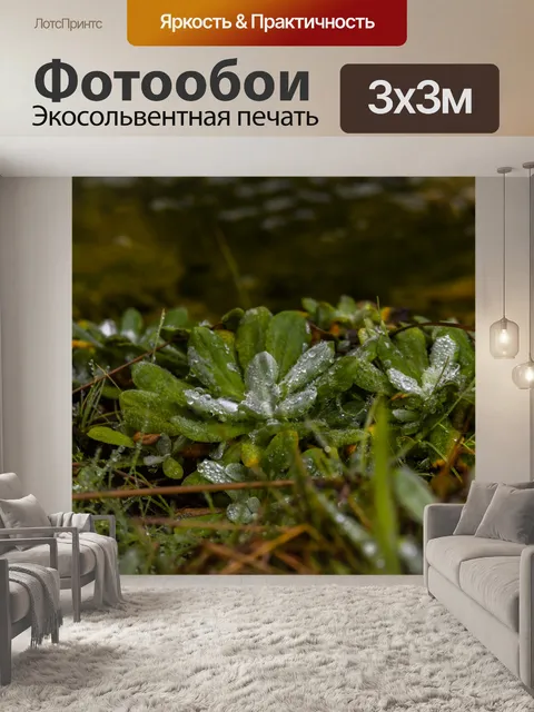 Фотообои Сочные растения капельки воды