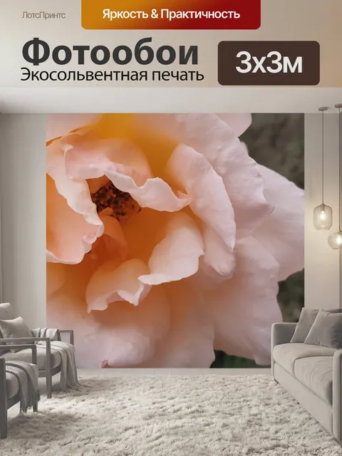 Фотообои Розовая роза