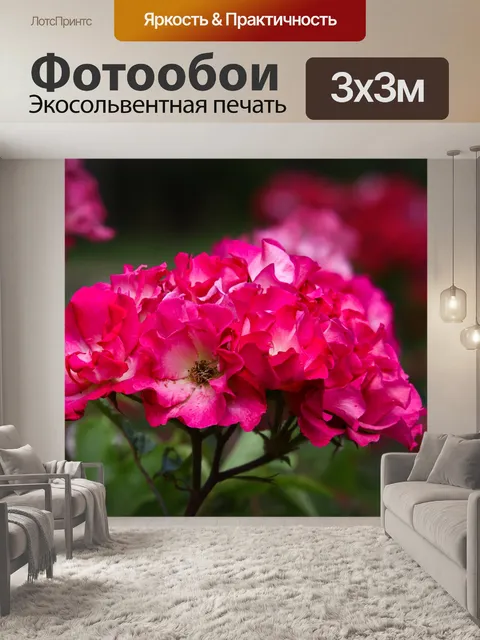 Фотообои Красный цветок, французская роза, флора