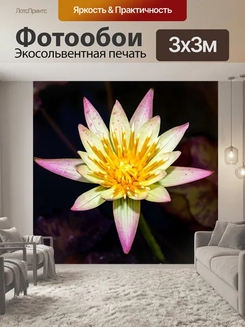 Фотообои Цветок лотоса