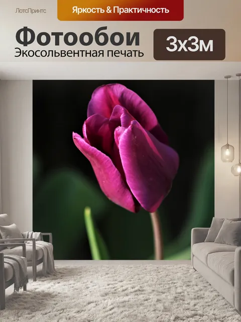 Фотообои Фиолетовый тюльпан крупным планом