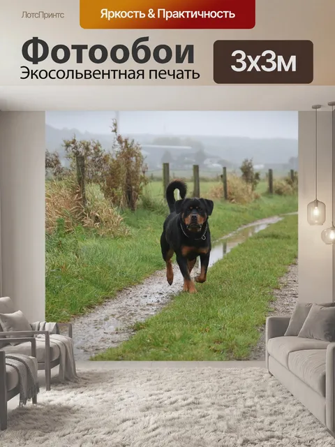 Фотообои Ротвейлер
