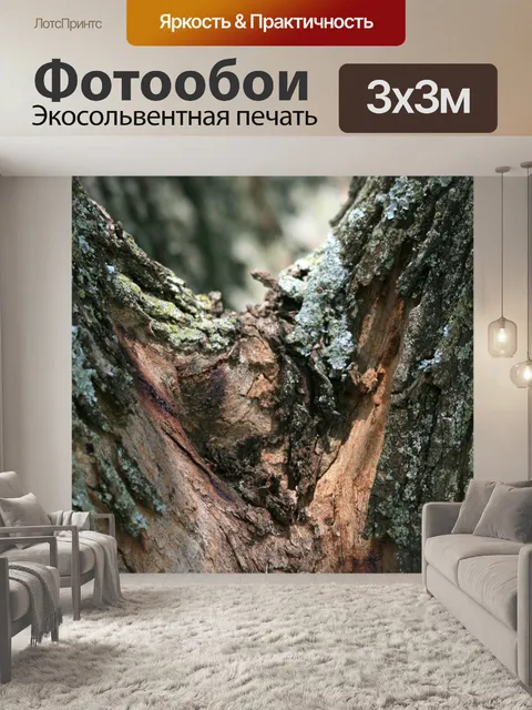 Фотообои Tipuana дерево вилка в багажнике