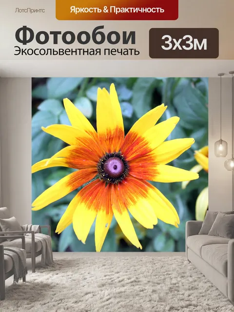 Фотообои ромашка лепесток цветка крупным планом
