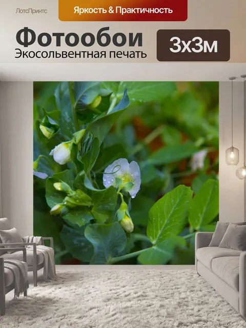 Фотообои Белые цветы на молодом горохе