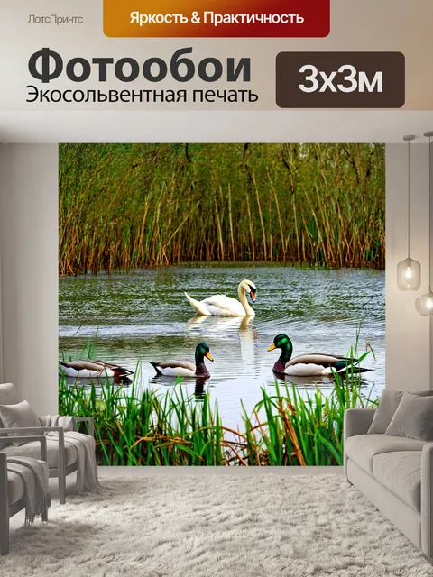 Фотообои озеро с лебедями и утками, плавающими среди камышей на берегу