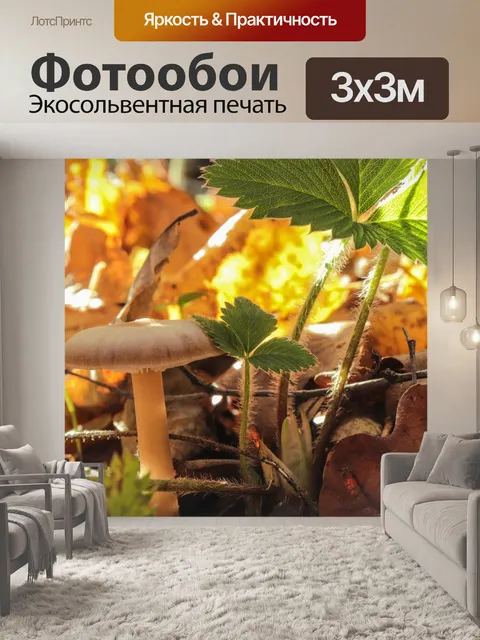 Фотообои Гриб