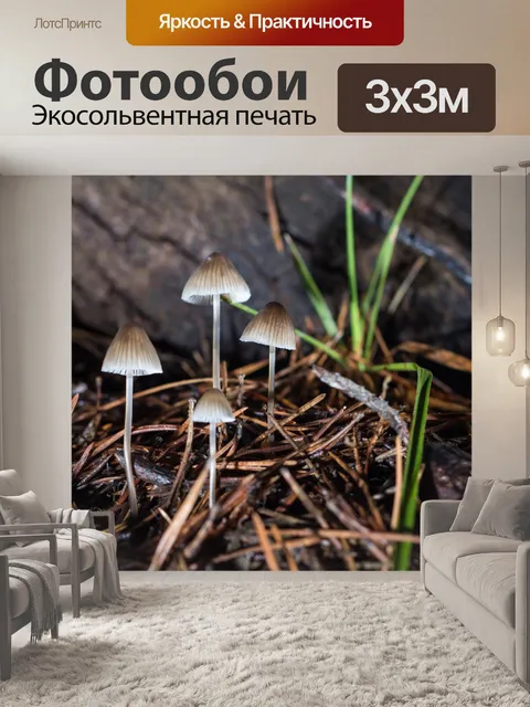 Фотообои Грибы