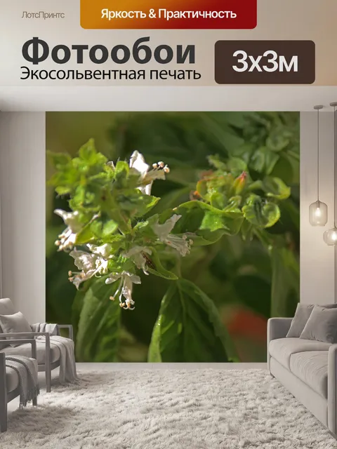 Фотообои маленькие белые цветы базилика