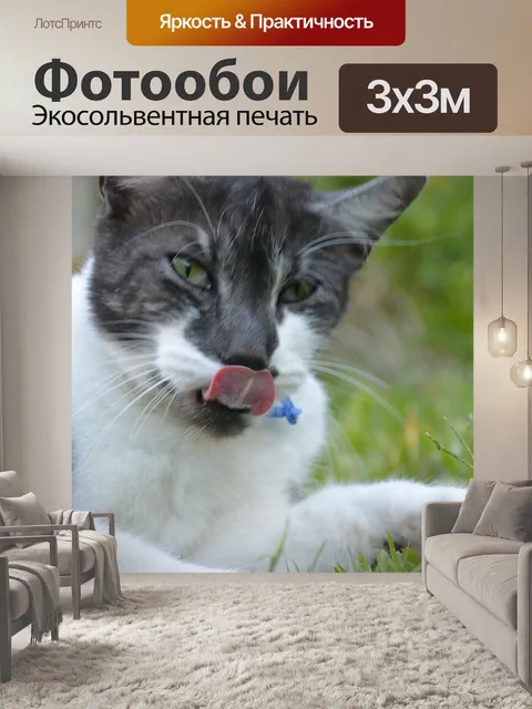 Фотообои Томми Получение нахальный