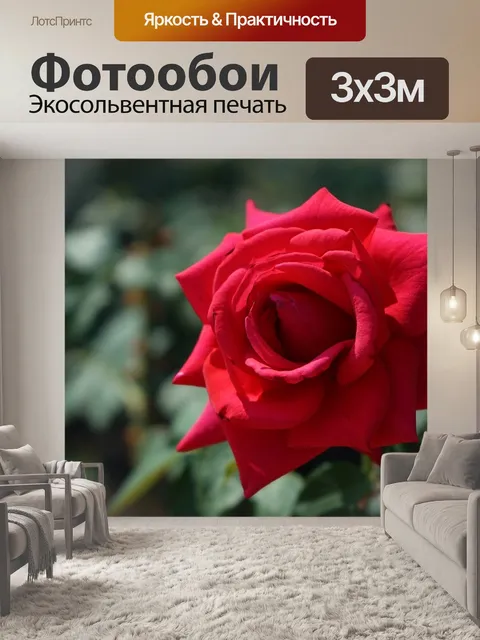 Фотообои Красная роза