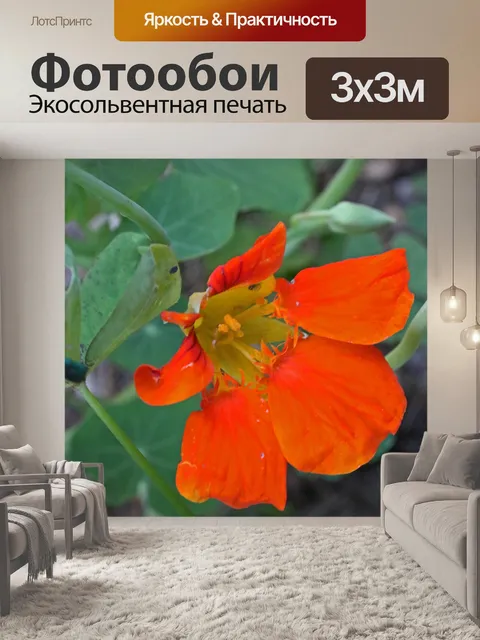 Фотообои оранжевый цветок настурции в саду