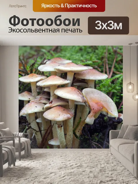 Фотообои Грибы