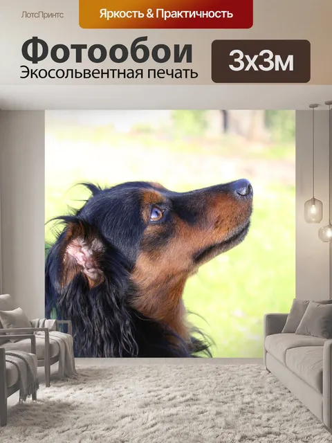Фотообои Собака