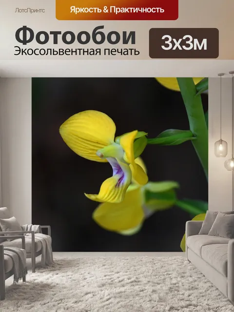 Фотообои желтые цветы орхидеи на зеленом стебле