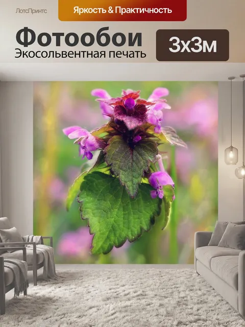 Фотообои Цветение полевой луговой крапивы