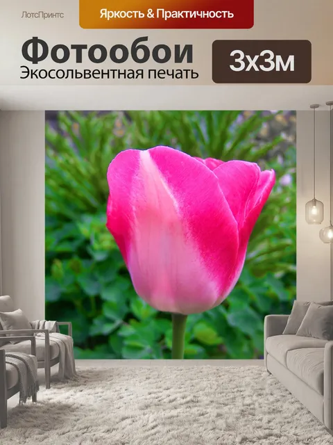 Фотообои Розовые тюльпаны