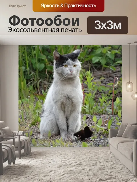 Фотообои Кошка