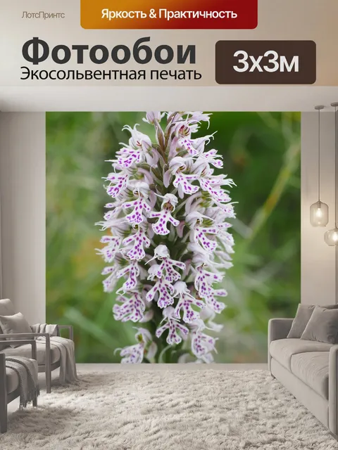 Фотообои Молочно-белая орхидея