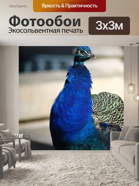 Фотообои Павлин