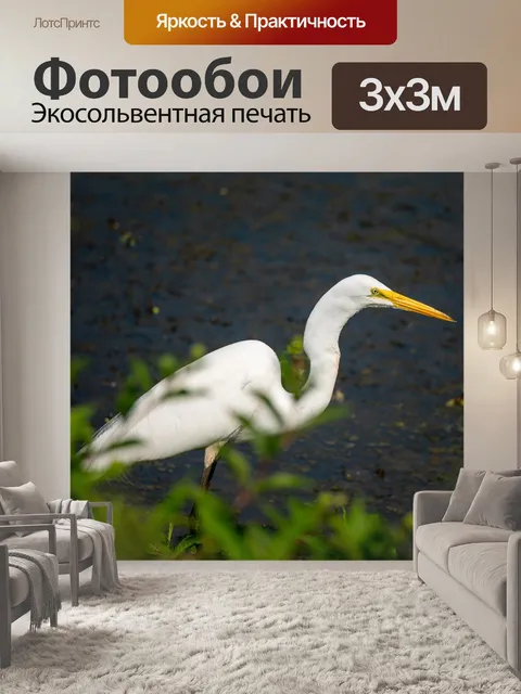 Фотообои Большая белая цапля