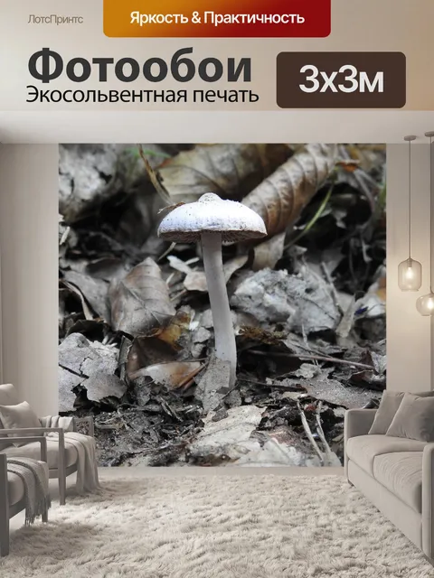Фотообои Гриб