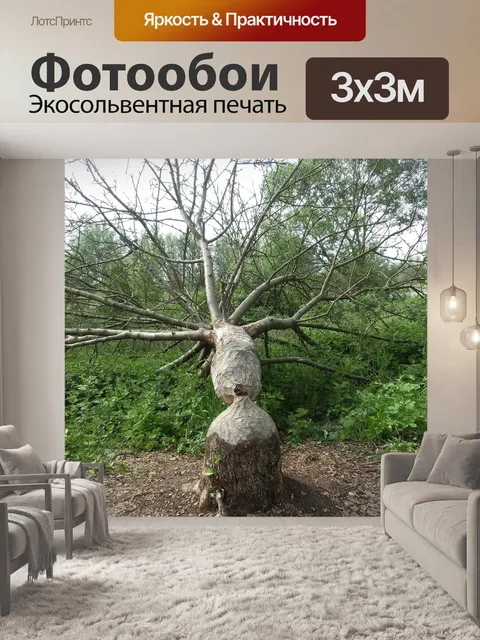 Фотообои Бобр