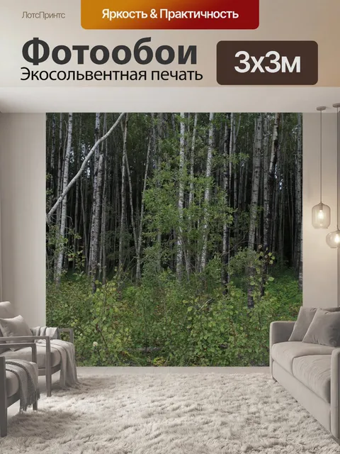 Фотообои Белый Тополь Дерево Дрожание Aspen