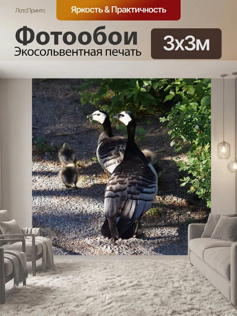 Фотообои Гусь