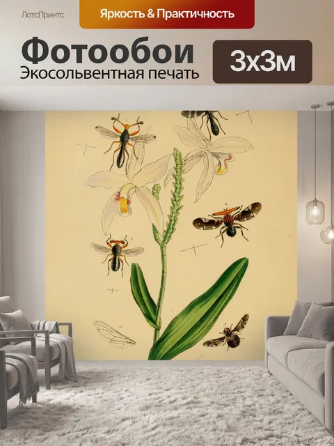 Фотообои Старинные Насекомые Иллюстрации Арт