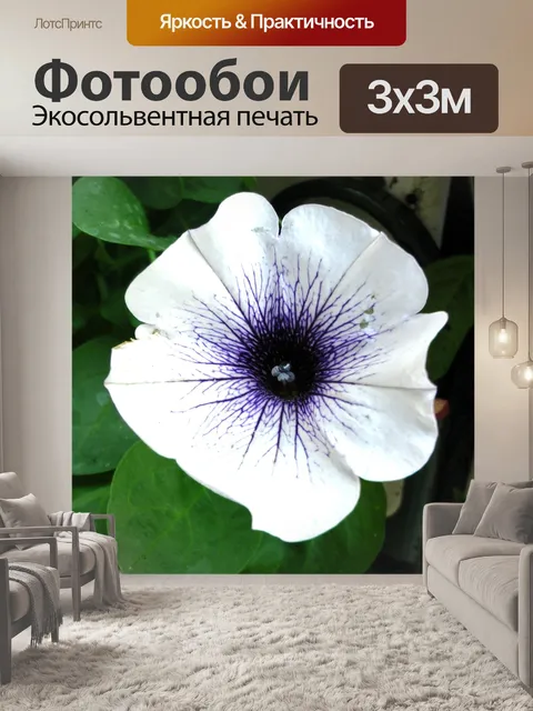 Фотообои Белый Петуния цветок