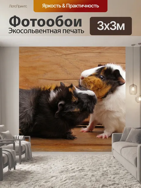 Фотообои Морская свинка