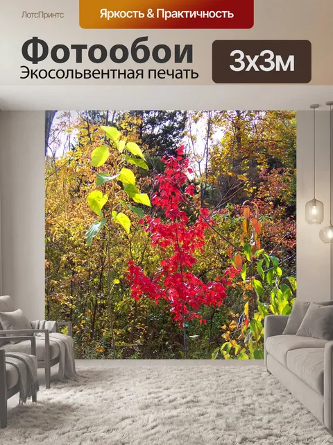 Фотообои Маленький красный дерево клена в Вудс