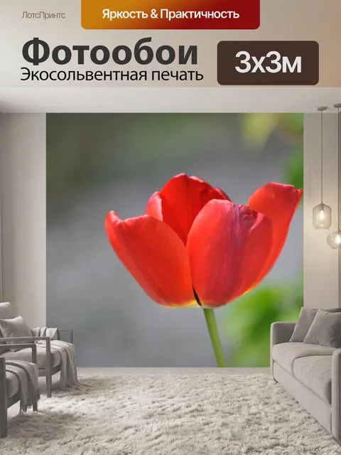 Фотообои Мак