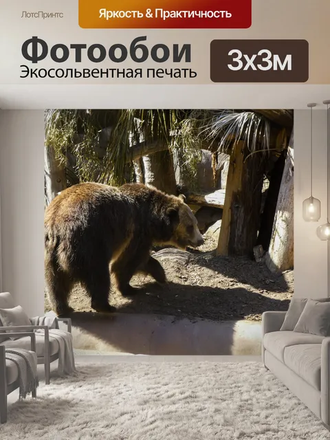 Фотообои Бурый медведь