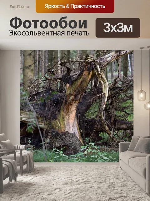 Фотообои Лес