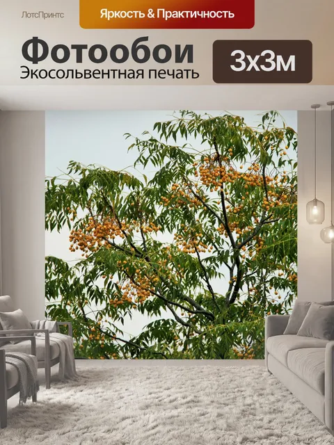 Фотообои Seringa дерево с желтыми семенами