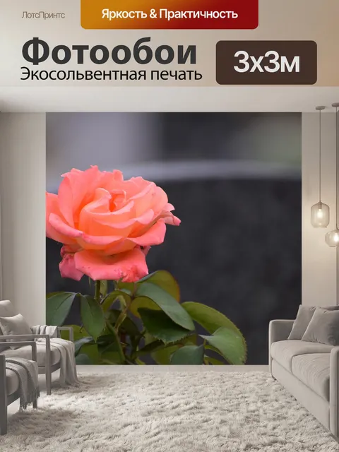 Фотообои Оранжевый розовый роза