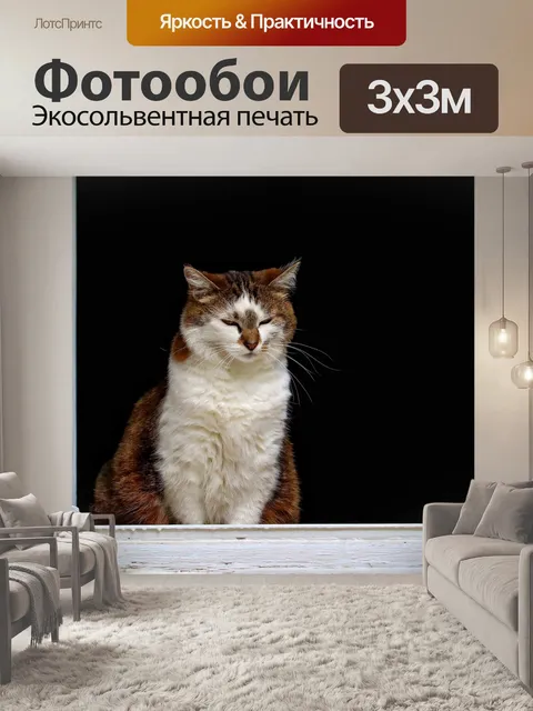 Фотообои Кот