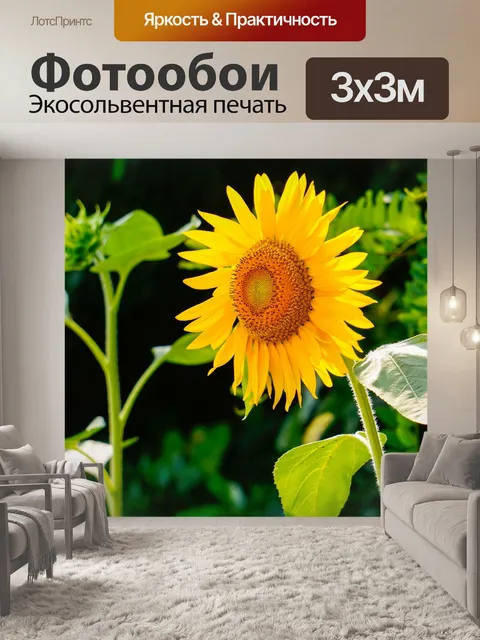 Фотообои Подсолнечник, желтый цветок, Helianthus