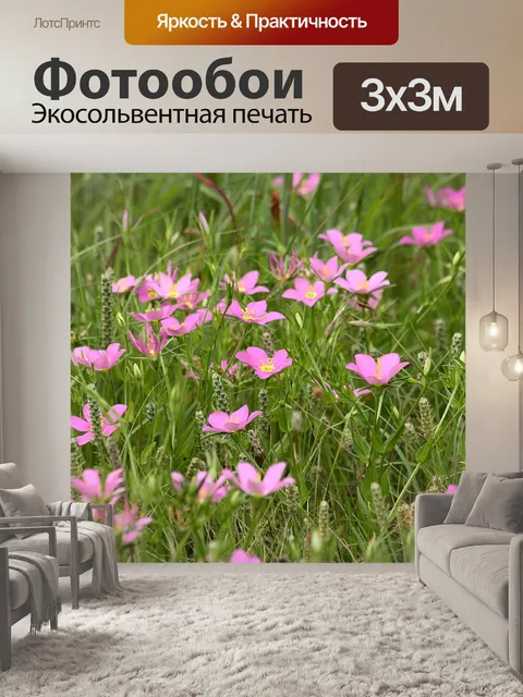 Фотообои Прейри Сабатия Полевые цветы