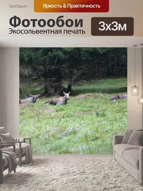Фотообои Лось